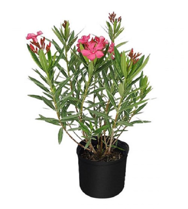 Nerium Oleander 'Dwf Ice Pink' 3 gallon