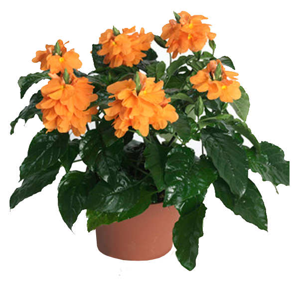Crossandra Orange 1 Gal