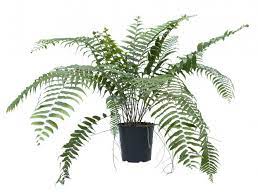 Nephrolepis biserrata 'Macho Fern' 1 gallon