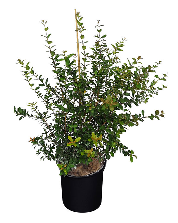 Myrcianthes fragrans 'Simpson Stopper' 3 gallon
