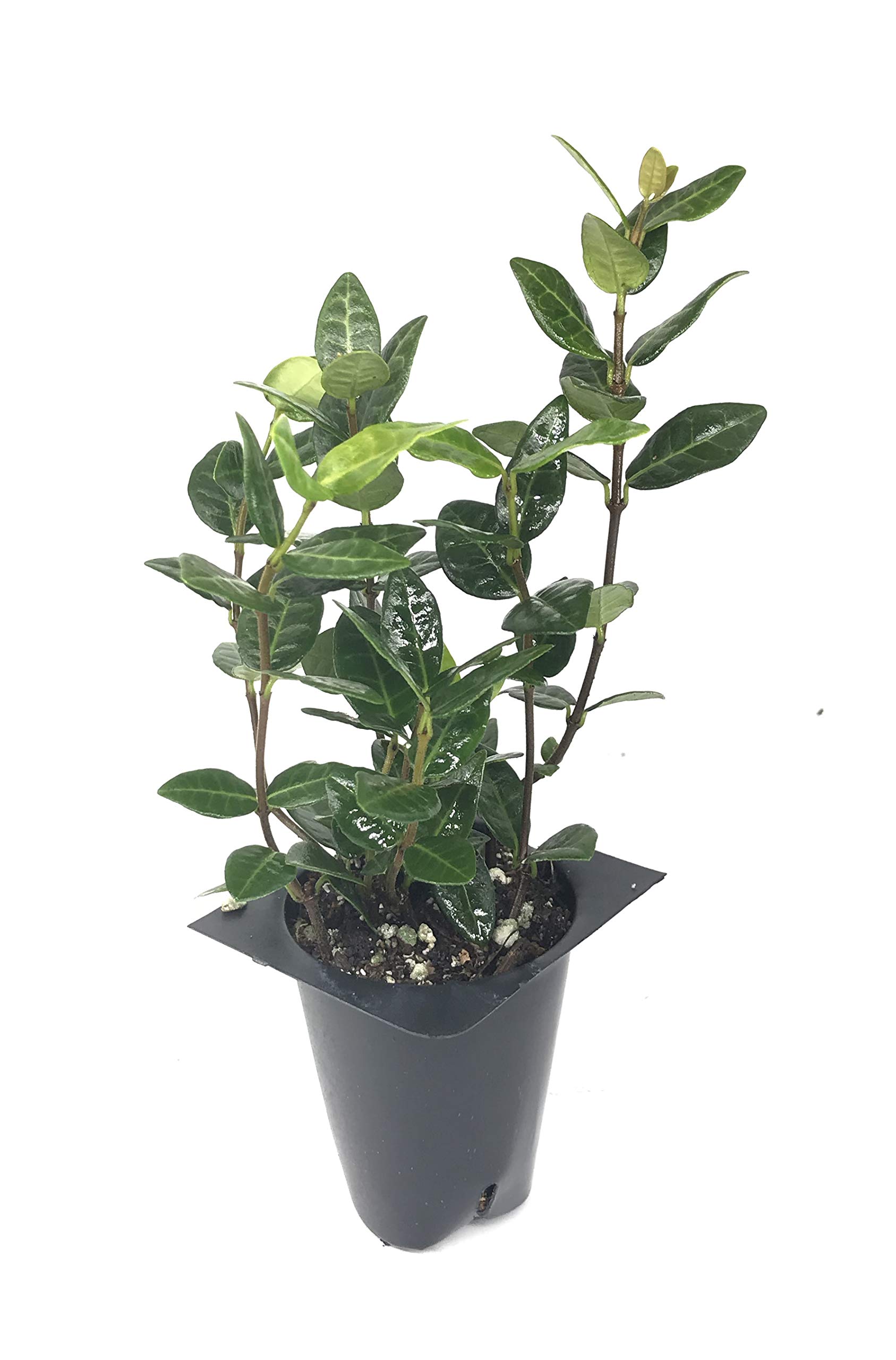 Trachelospermum asiaticum 'Angyo' 1 gallon
