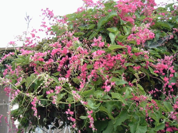 Coral Creeper 1 Gal