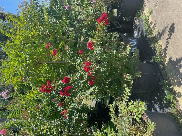 Crepe Myrtle