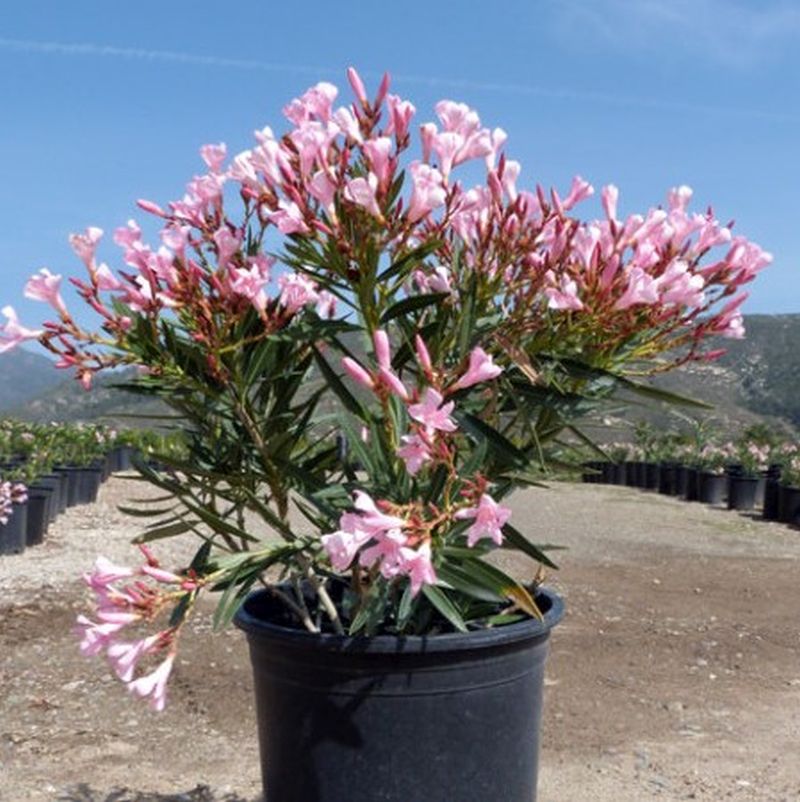 Dwarf Oleander 1 Gal