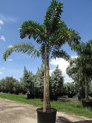 3 gallon Foxtail Palm (Triples)