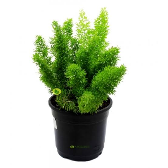 Foxtail Fern 3 Gal