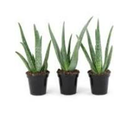 Asst Aloe 1 Gal