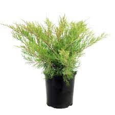 Juniperus chinensis 'Parsonii' 3 gallon