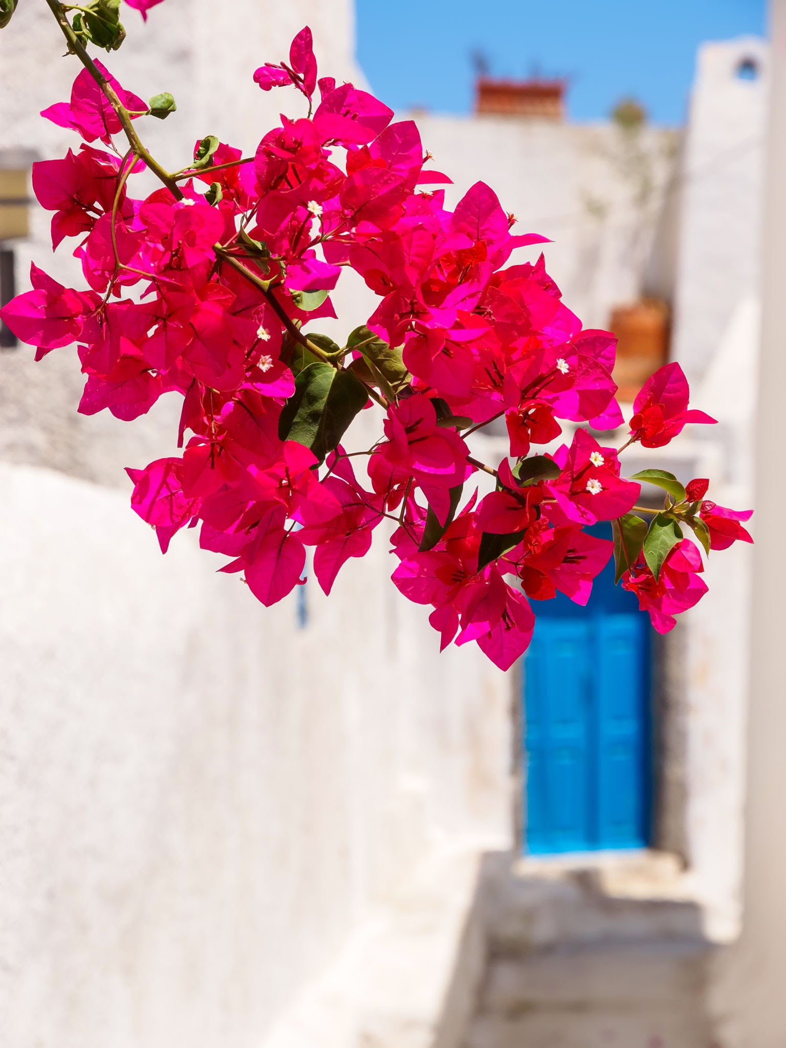 Bougainvillea Trellis 7 Gal