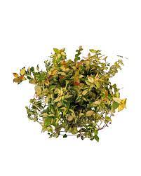 Trachelosperum Asiatic 'Summer Sunset Jasmine' 1 gallon 