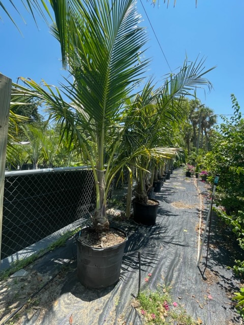 Coconut Palm 25 Gal 