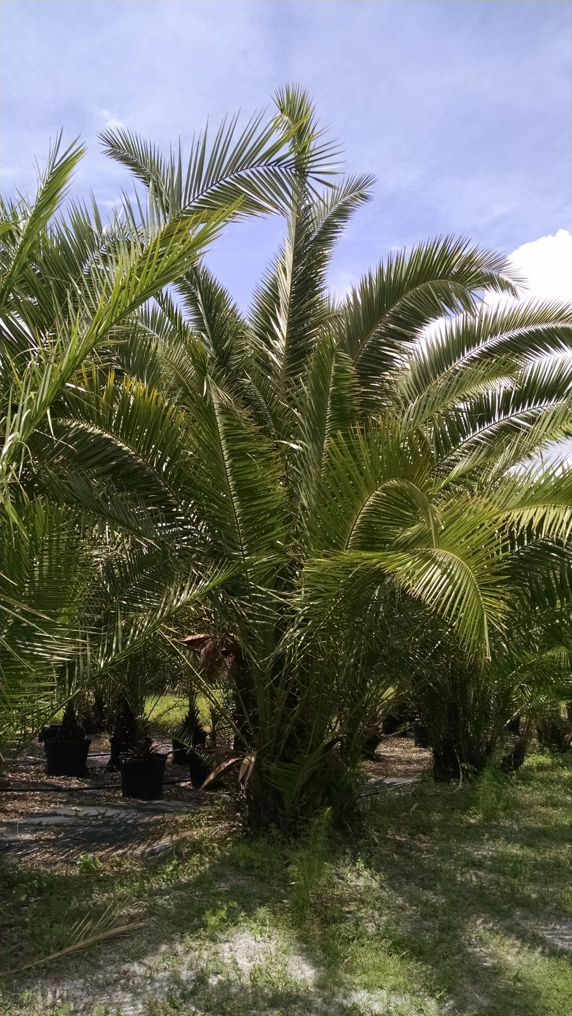 7 gallon Reclinata Palm