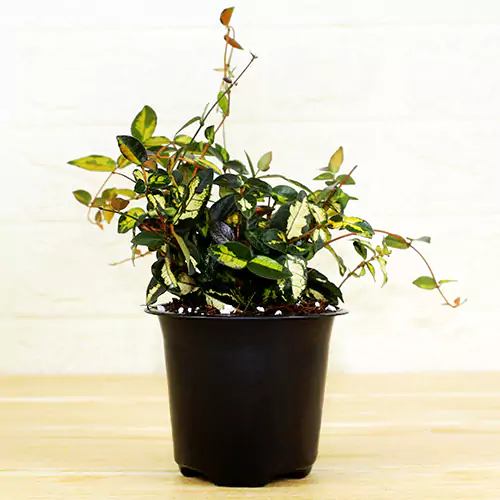 Trachelospermum asiaticum 'Variegated Minima Jasmine' 1 gallon 