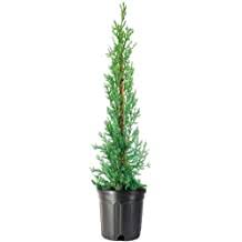 italian cypress  3 galon