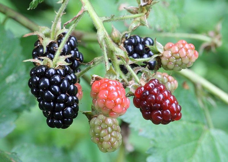 Rubus argatus Blackberry 