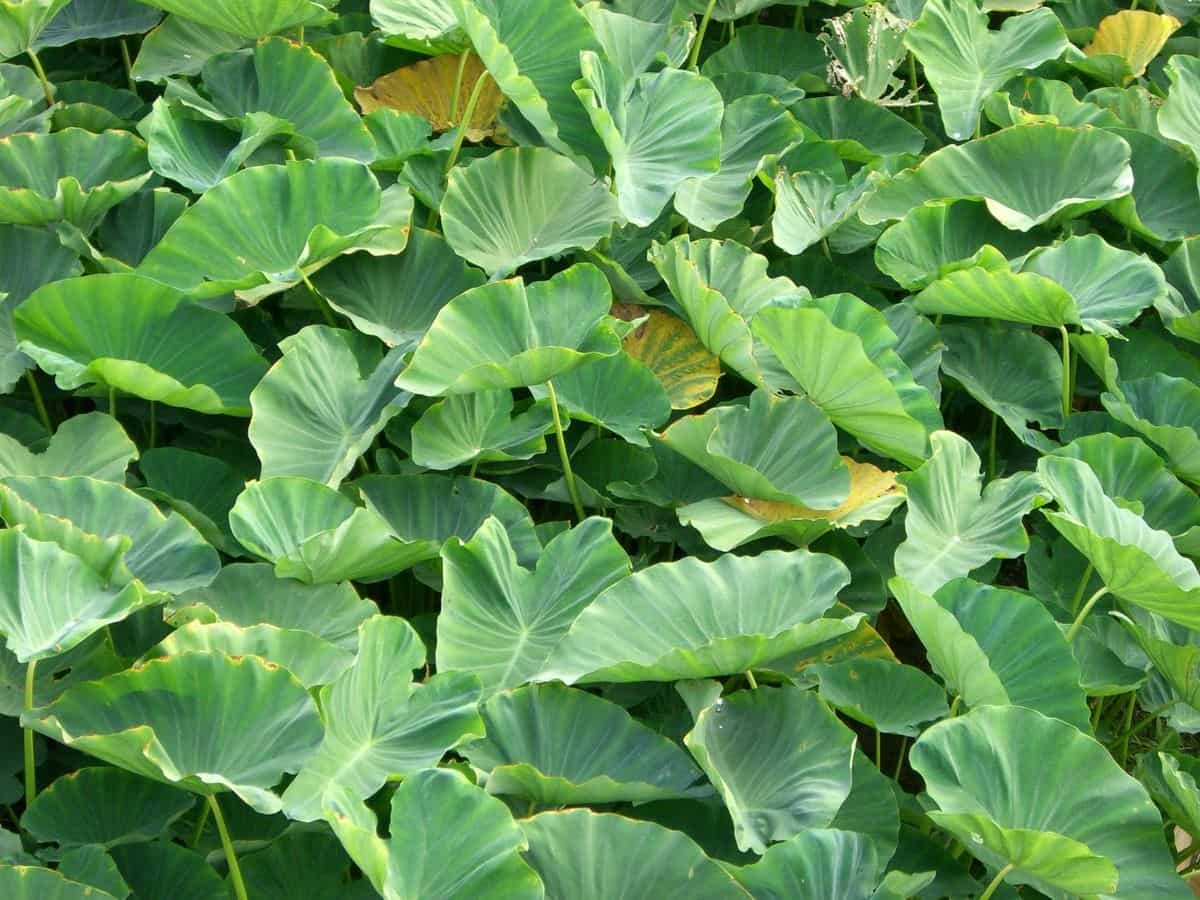 Colocasia 3 Gal