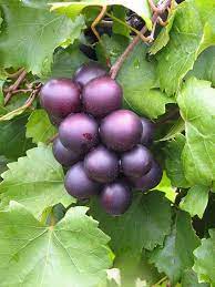 Vitis sp. Muscadine Grape