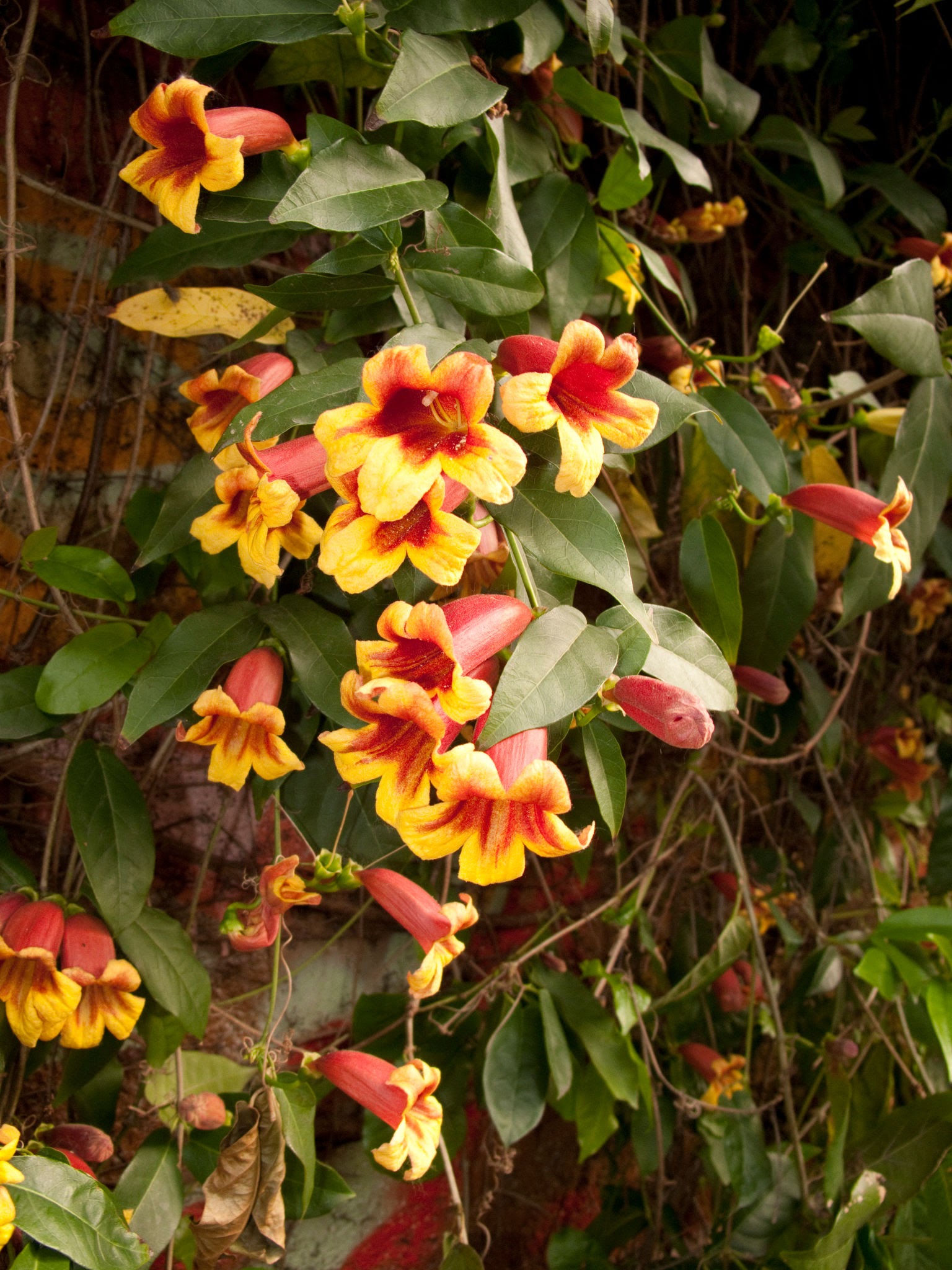 Cross Vine 3 Gal