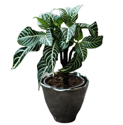 Aphelandra 3 Gal