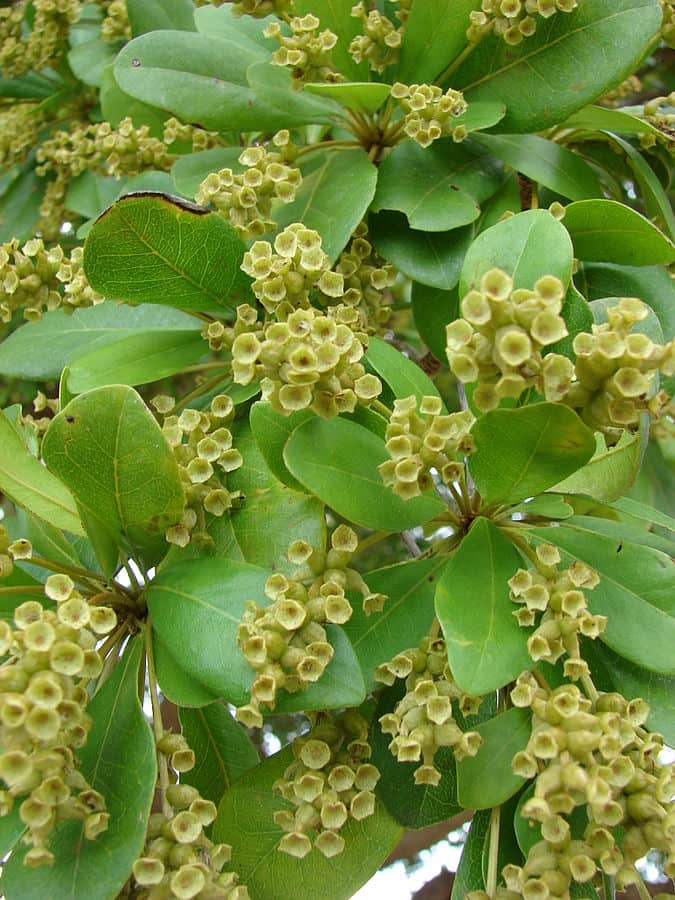 Bucida 3 gal