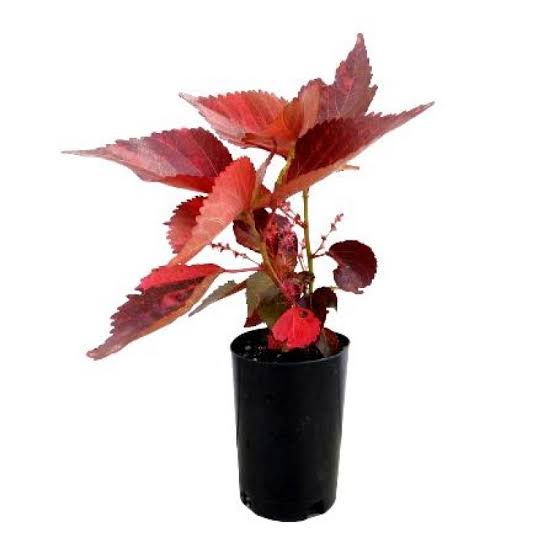 Acalypha La Red