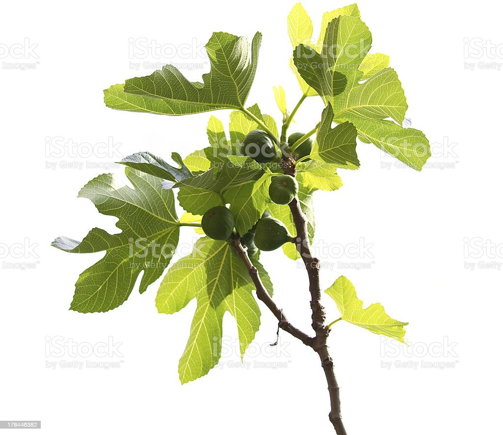 Ficus carica Fig 