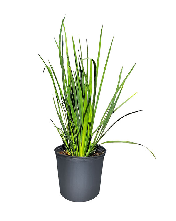 Dietes bicolor 'African Yellow Iris' 3 gallon