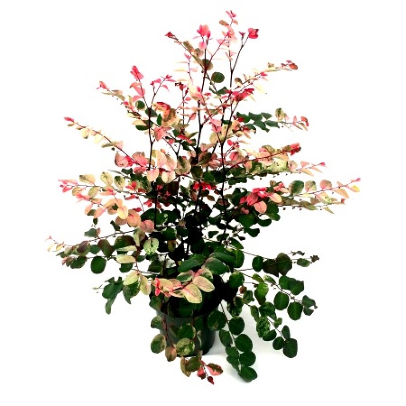 Breynia nivosa 'Snowbush' 3 gallon