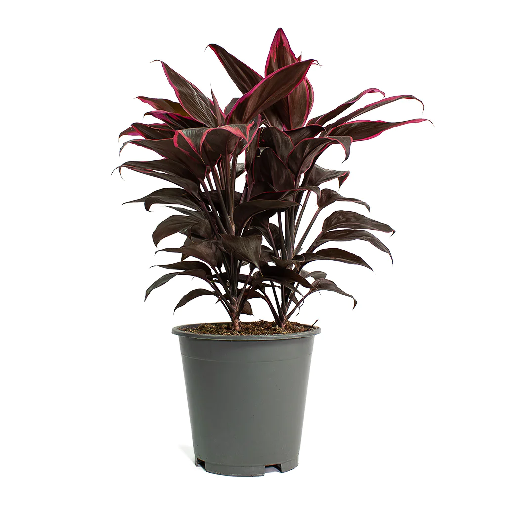 Cordyline Came 3 gal