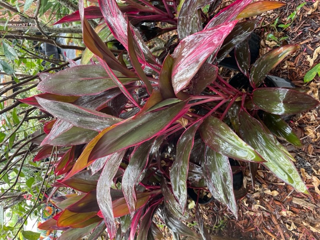 cordyline red sister 3 galon