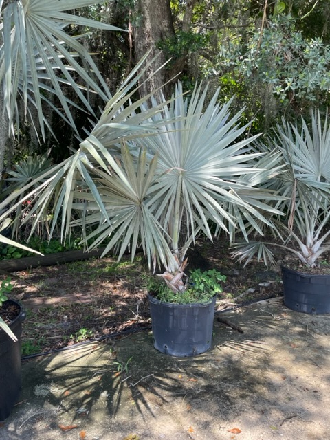Bismarckia nobilis 'Bismarck Palm' 25 gallon 