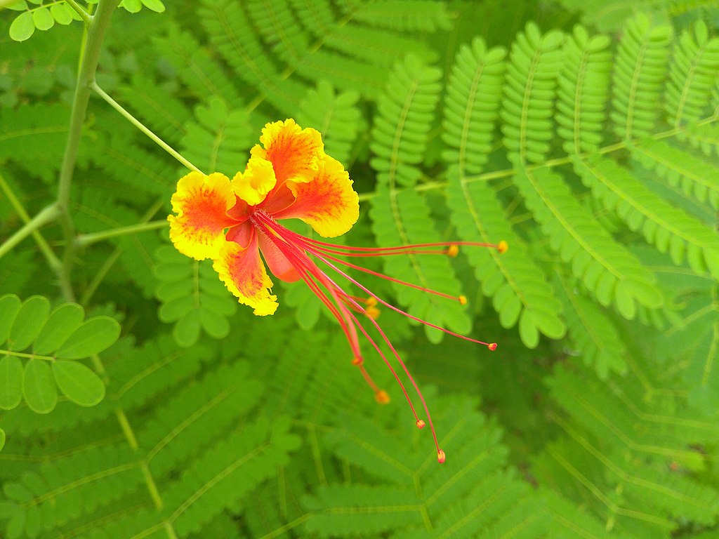  Dwf. Poinciana 3 Gal