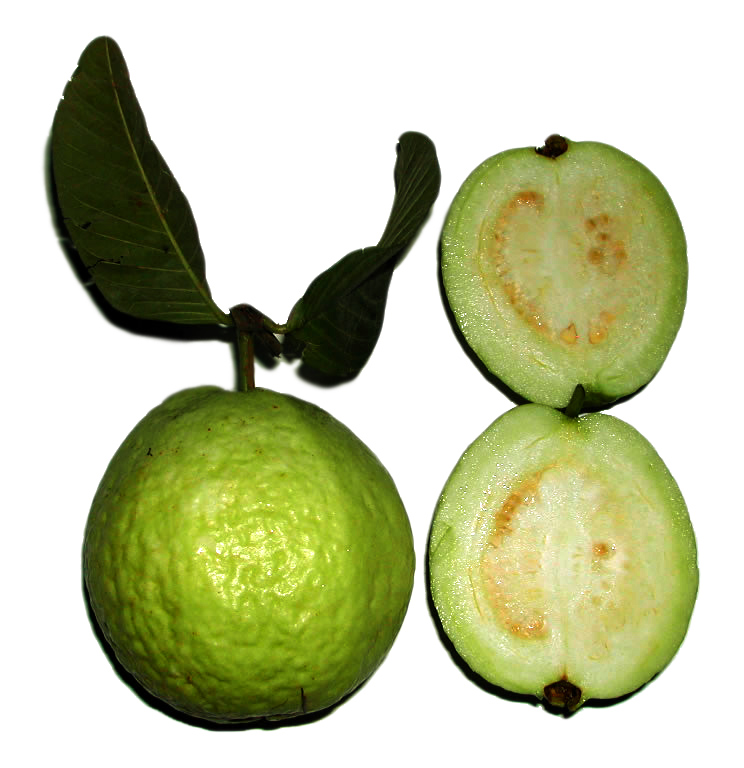Psidium guajava Guava