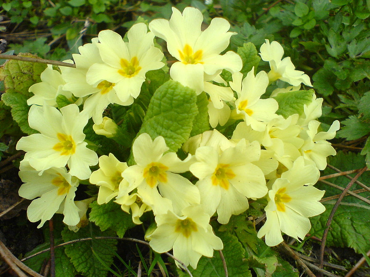 Primrose 1 Gal