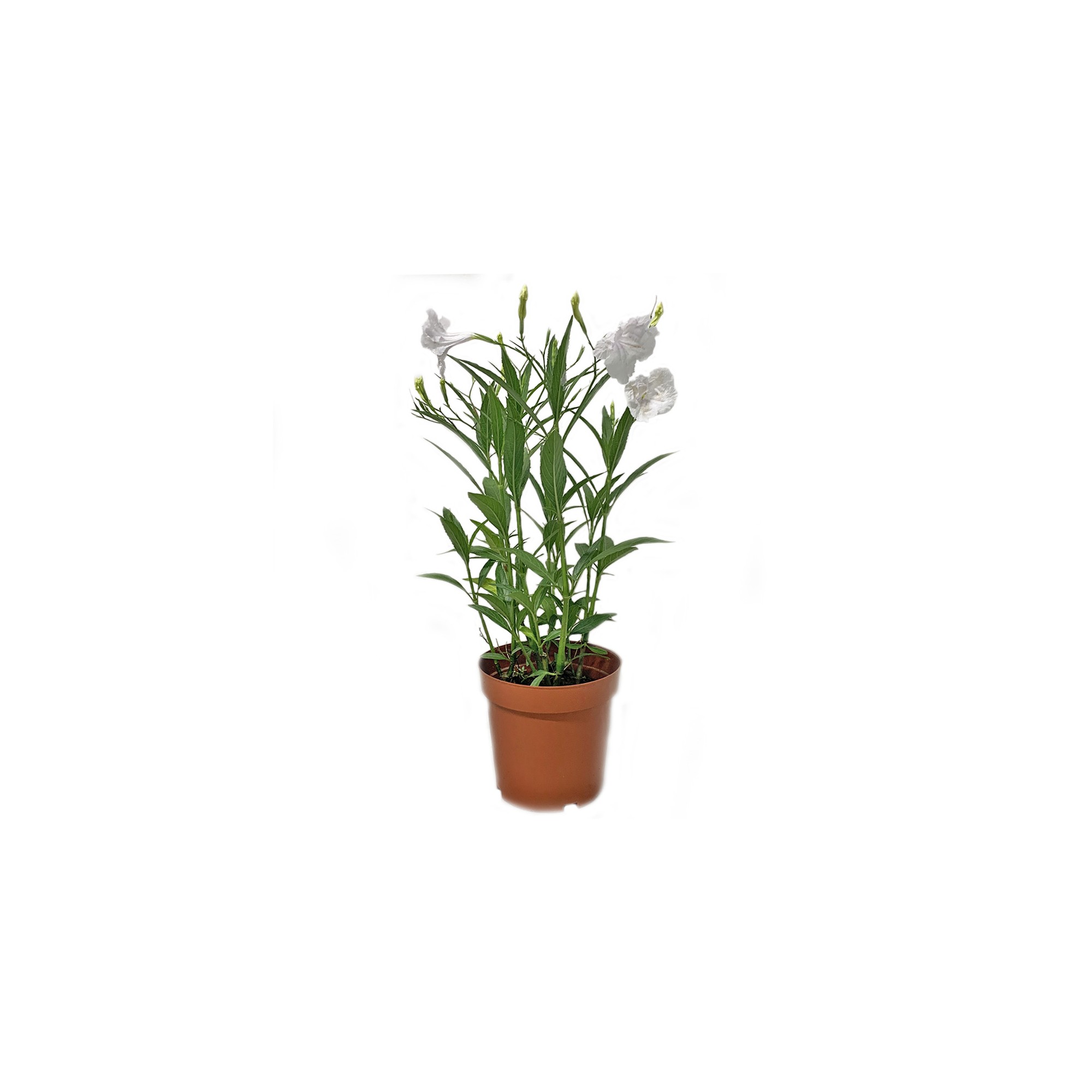 Ruellia White 1 Gal