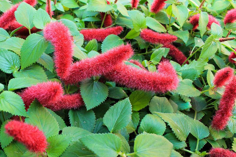 Dwarf Chenille 1 Gal