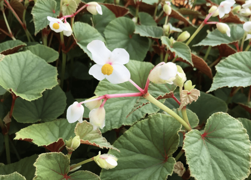 Alba Begonia 3 Gal