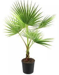15 gallon Mexican Fan Palm (Washingtonia)
