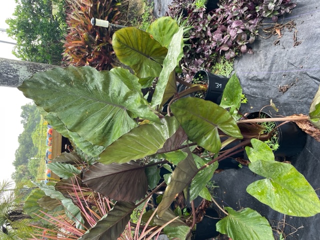 Black Stem Alocasia 3 Gal