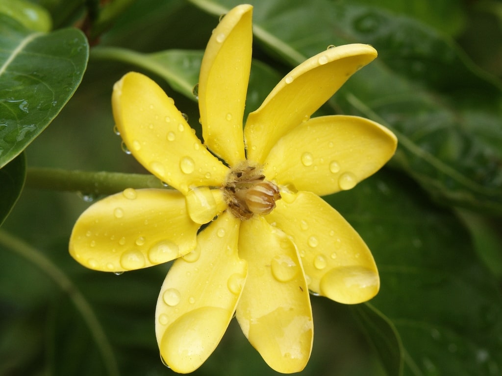 Gold Gardenia 3 Gal