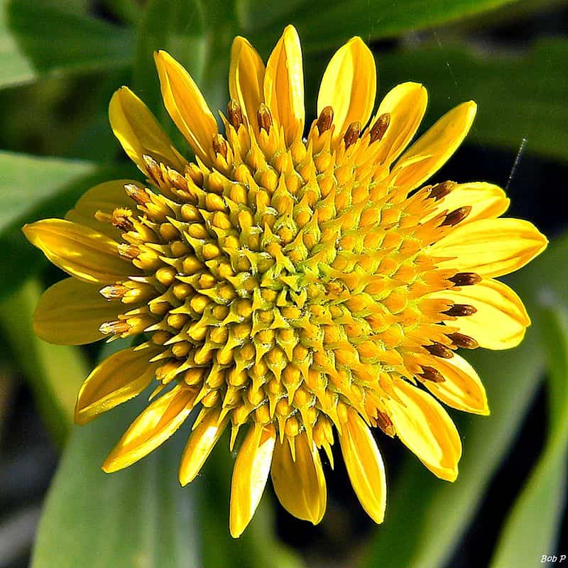 Green Sea Ox Eye Daisy 1Gal