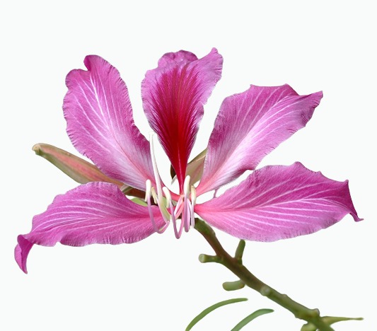 Purple Hong Kong Orchid 3 Gal