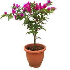 Bougainvilled asst 3 gal