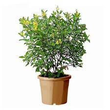 Galphimia glauca 'Thryallis' 3 gallon