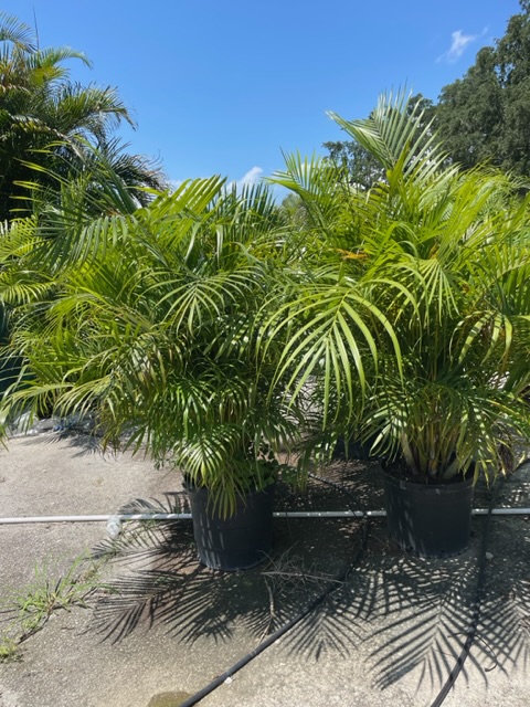Areca Palm 15 gal
