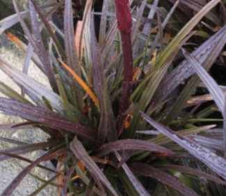 Crinum Menehune 3 Gal