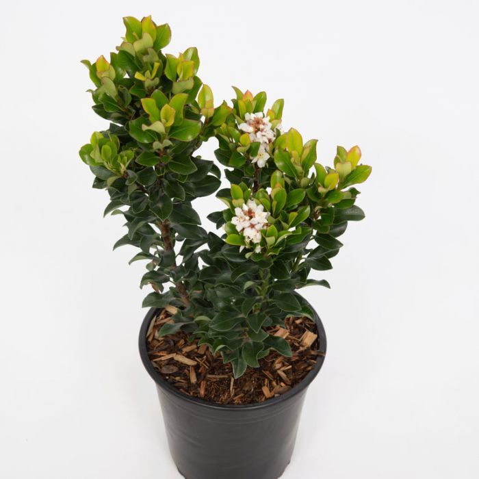 Rhaphiolepis indica Alba 'Indian Hawthorn' 3 gallon
