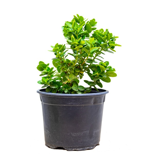 Carissa macrocarpa 'Emerald Blanket' 3 gallon
