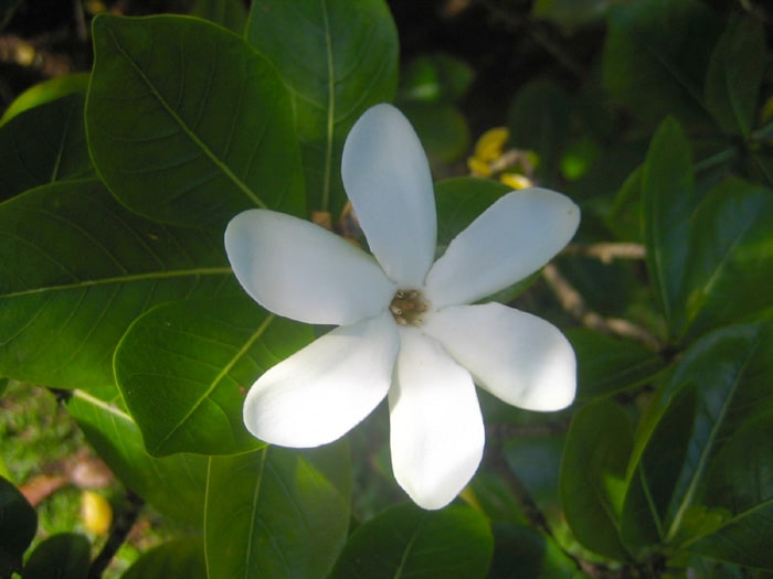 Tahitian Gardenia 3 Gal