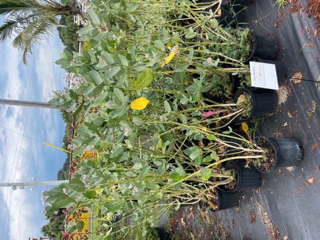 Gant milkweed 3 gal